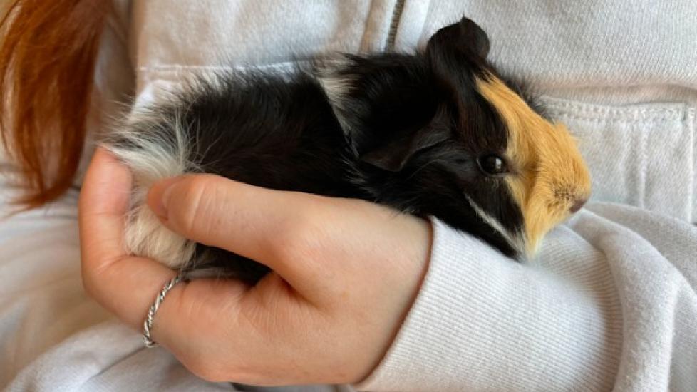 Antibiotic Toxicity in Guinea Pigs PetMD