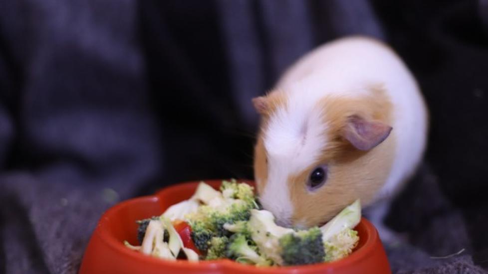Calcium Deficiency in Guinea Pigs PetMD