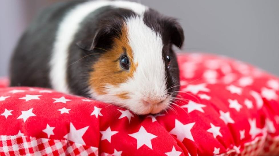 Viral Pneumonia in Guinea Pigs PetMD