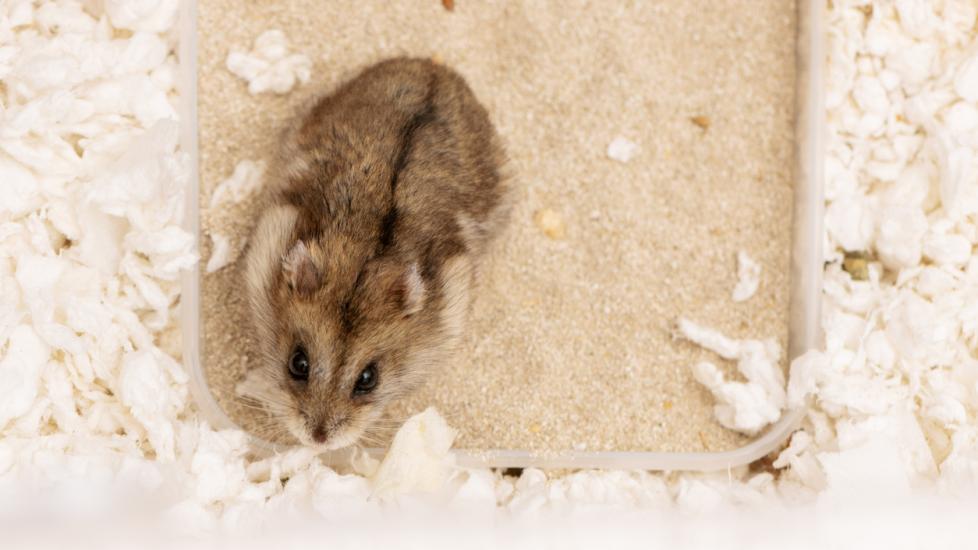 How to Give Your Hamster a Bath PetMD