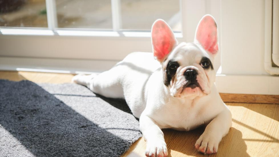 White Specks In What Does White Dog Poop Mean IBD In Dogs PetMD