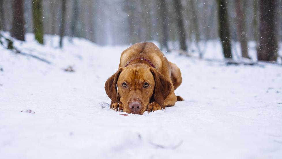 dog lying in the snow
