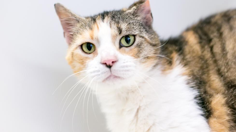 Cauliflower Ear in Cats PetMD