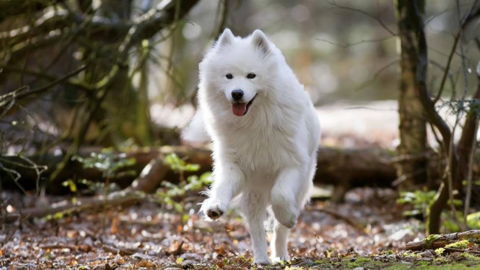 white-samoyed-dog-running-in-woods