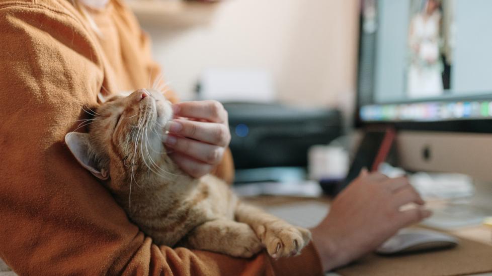 woman-sitting-at-desk-stroking-ginger-cat