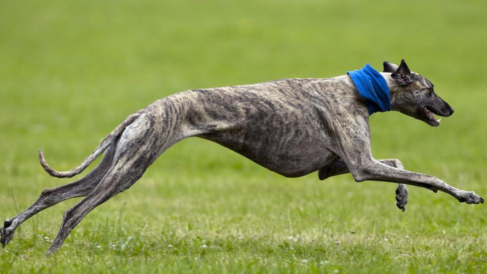 greyhound-dog-running