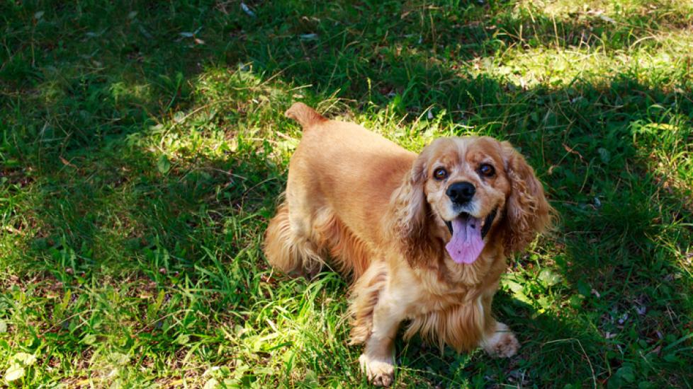 American Cocker Spaniel Dog Breed Health and Care