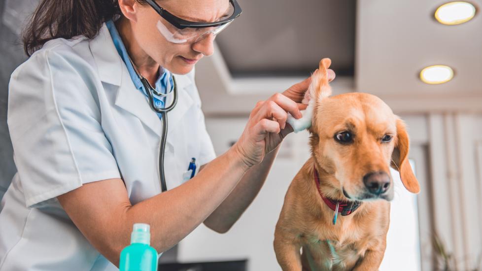 veterinarian-cleaning-dog-ears