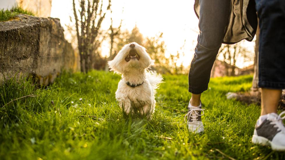 maltese-dog-following-human