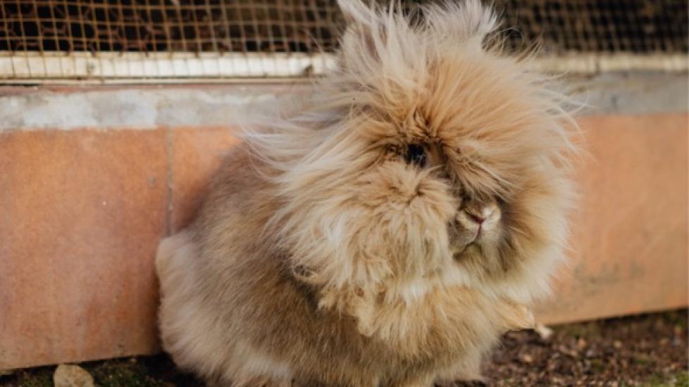 Matted Hair and Hairballs in the Stomach in Rabbits
