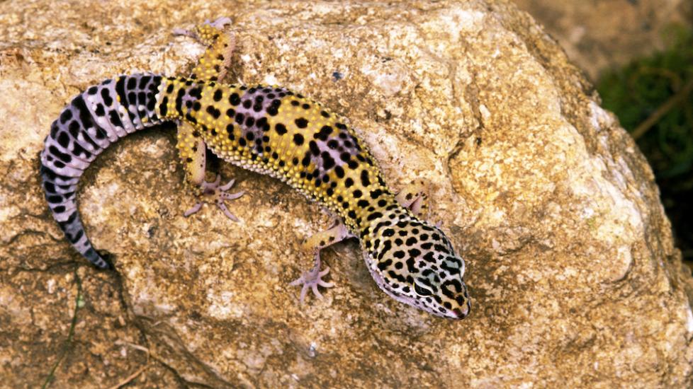 leopard-gecko-on-rock
