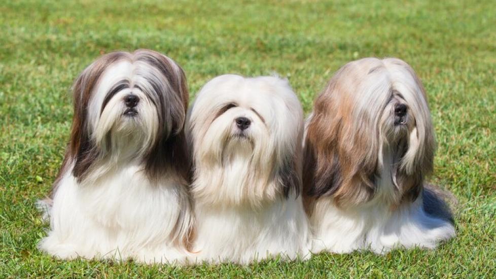 three lhasa apso dogs sitting in grass