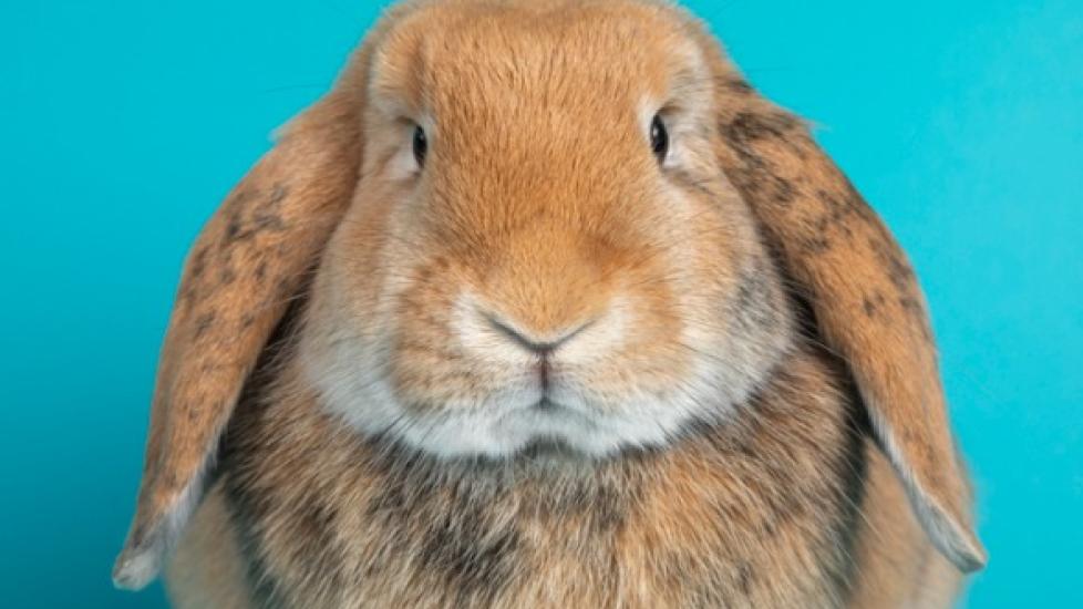 Inflammation of the Brain and Brain Tissue in Rabbits | PetMD