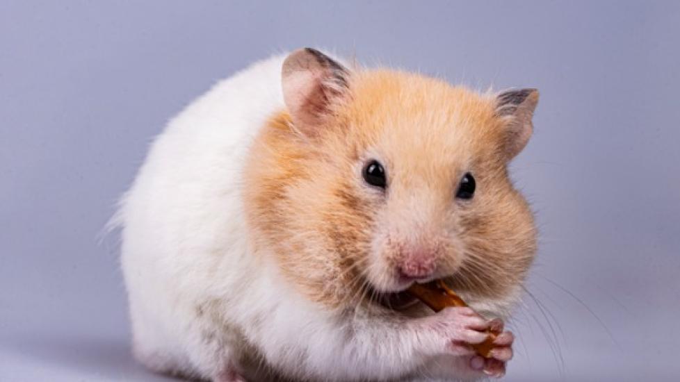 Lumpy Jaw (Actinomycosis) in Hamsters