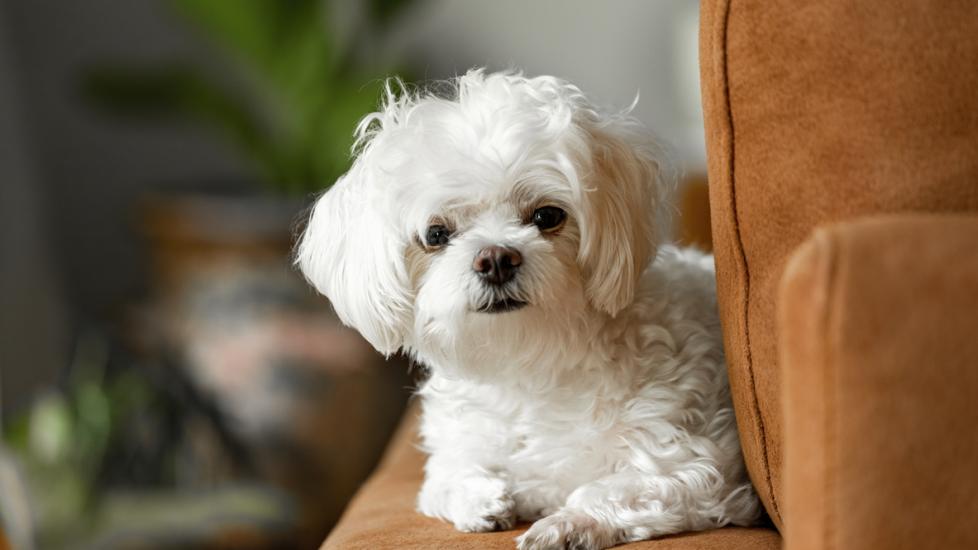 small white maltese dog lounging on a couch