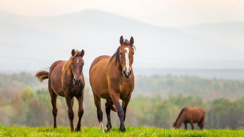 Snake Bites in Horses PetMD