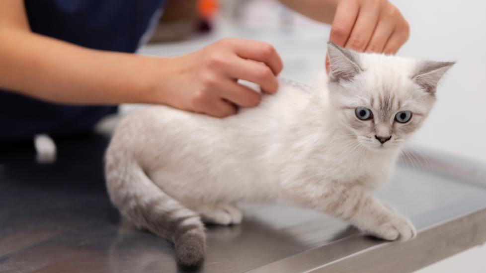 white and gray kitten at the vet