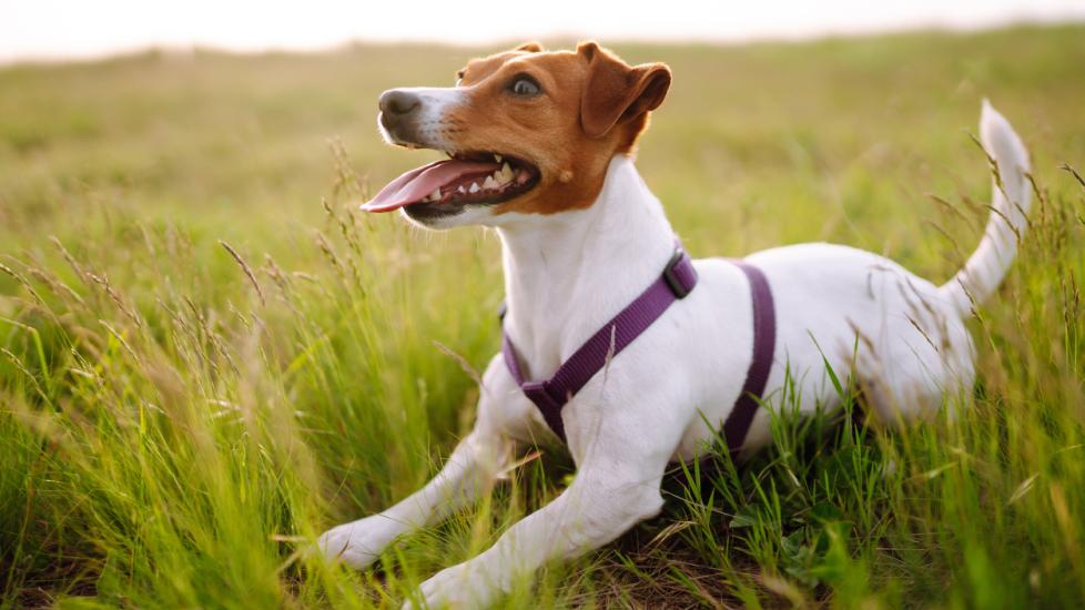 parson jack russell terrier playing outside in the grass