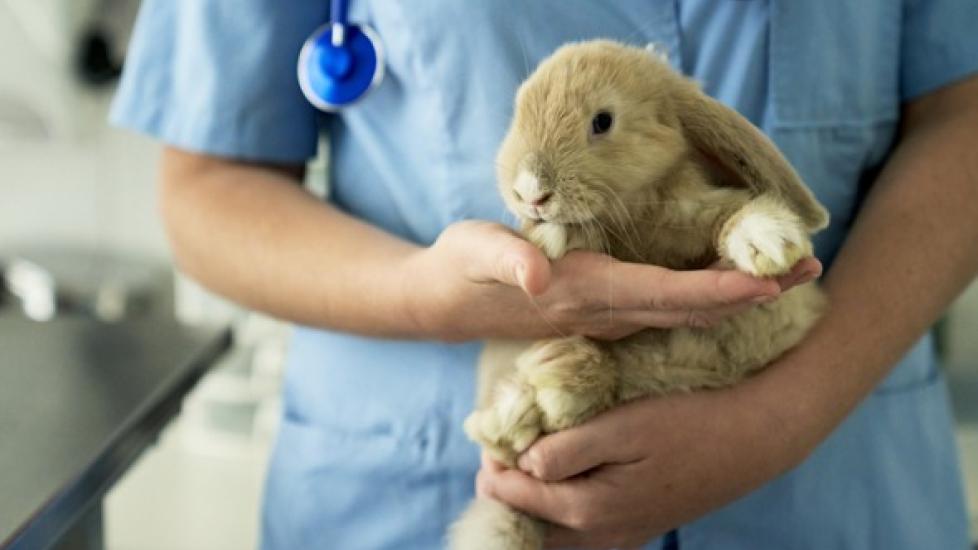 Partial or Complete Loss of Muscle Control in Rabbits
