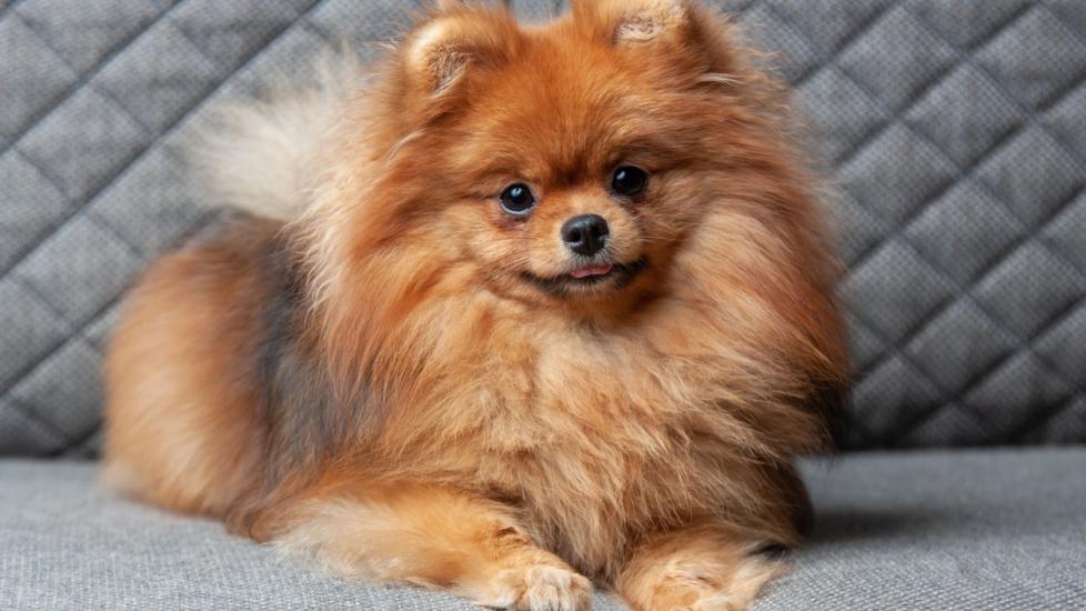 Pomeranian Dog Breed Health and Care | PetMD