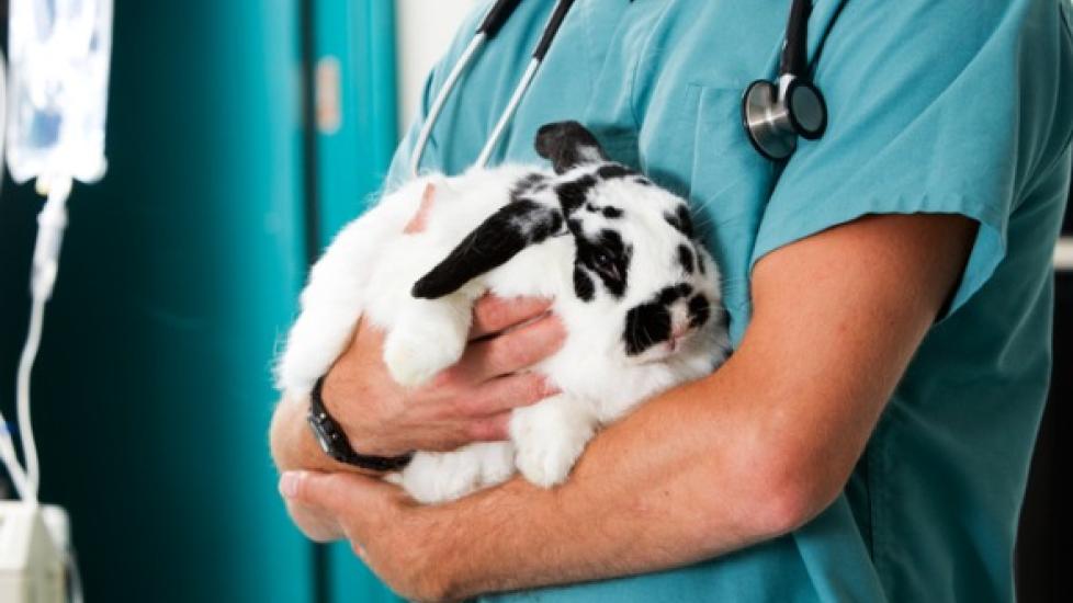 Lung Tumors and Lung Cancer in Rabbits