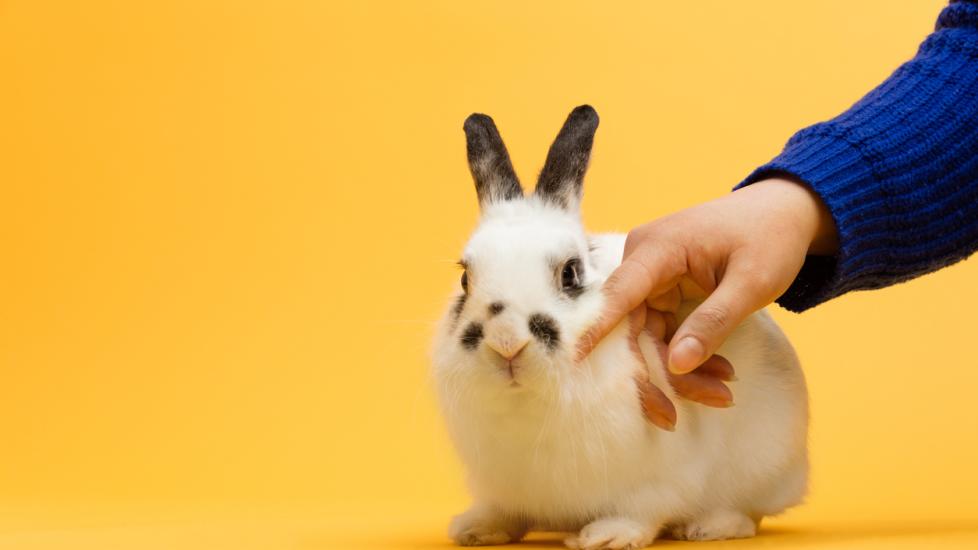 What Do Different Bunny Positions Mean? PetMD