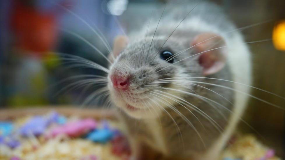 close-up of a gray and white rat