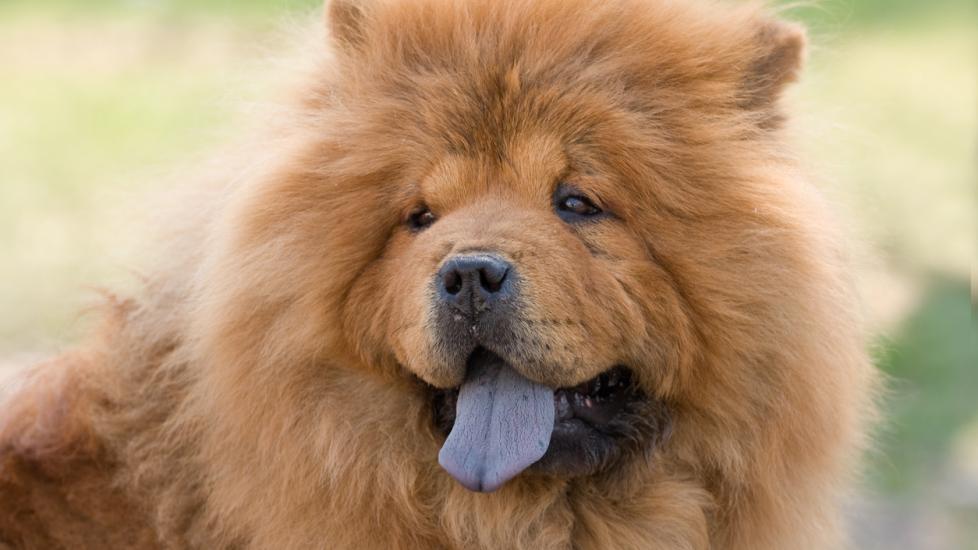 chow chow border collie mix