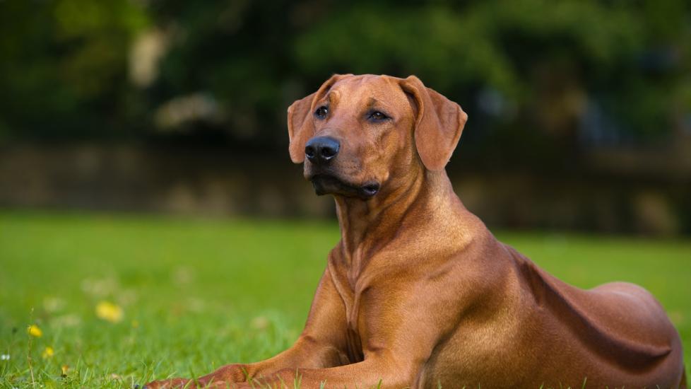 Rhodesian Ridgeback Dog Breed Health and Care | PetMD
