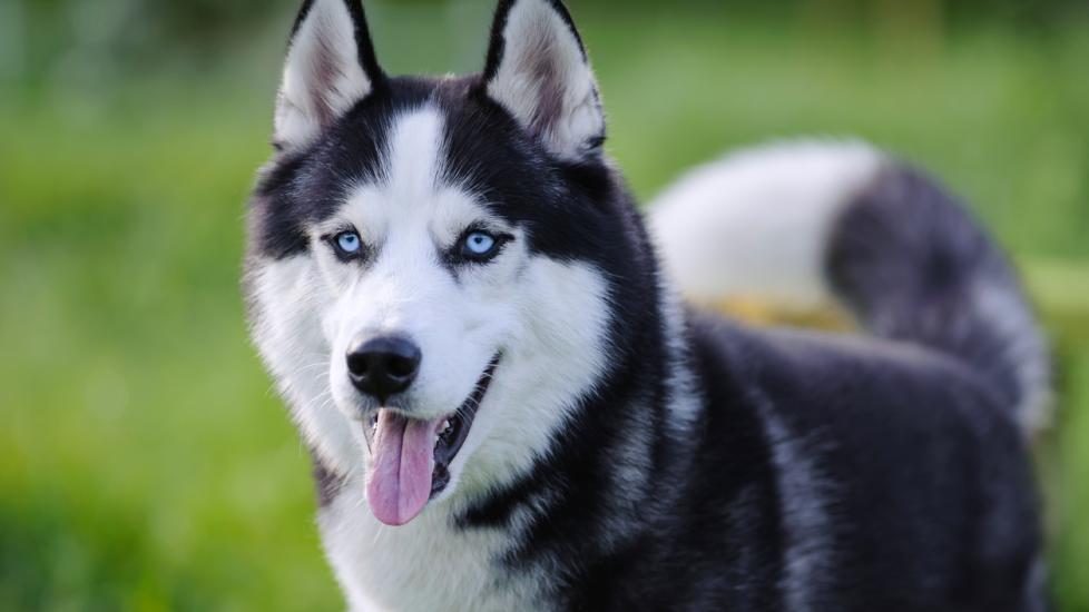 black and white siberian husky with blue eyes