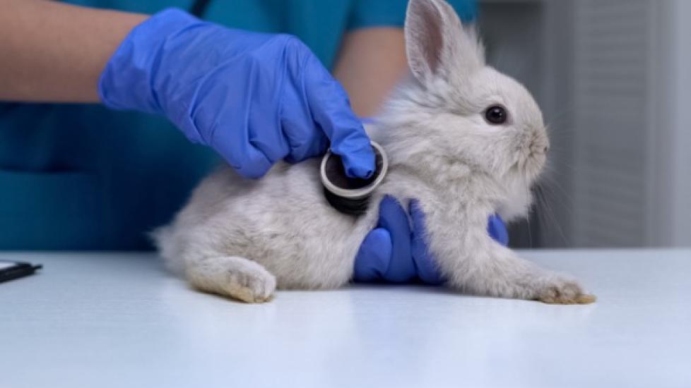 Kidney Failure in Rabbits