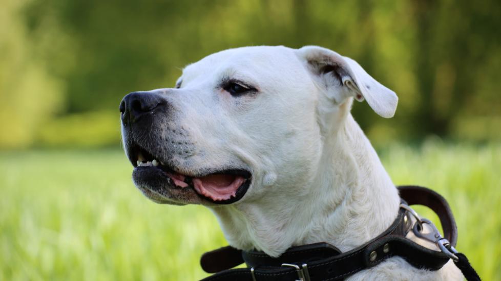 Dogo Argentino Dog Breed Health and Care | PetMD