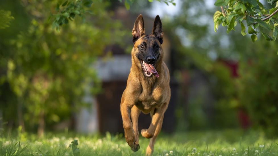 Belgian Malinois Dog Breed Health and Care | PetMD