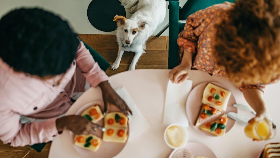 Can Dogs Eat Butter? PetMD