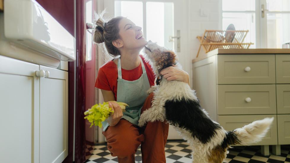 woman holding celery and getting licked by a jack russell terrier