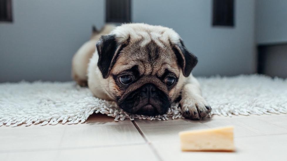pug staring longingly at a piece of cheese