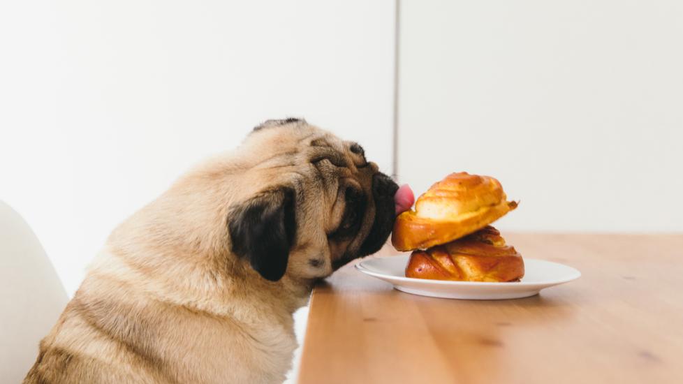 pug licking pastries on a kitchen table
