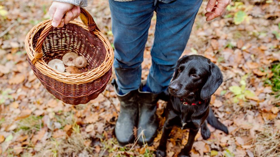 person holding a basket of mushrooms with a black lab sitting at their feet