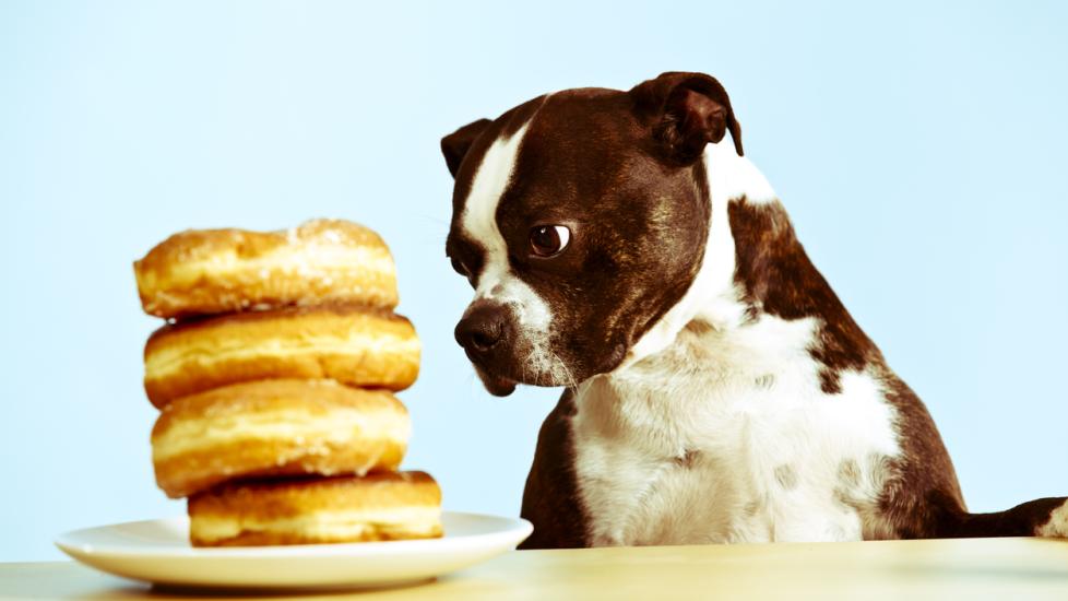 dog looking at a stack of donuts