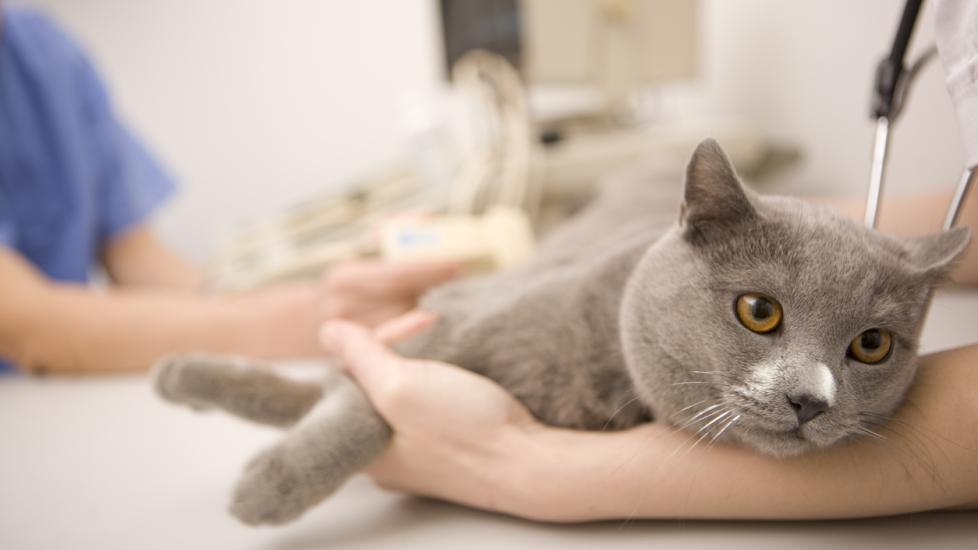 gray cat being examined at the vet