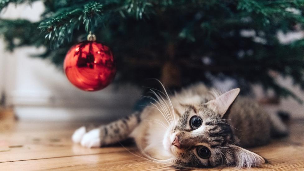 Tinsel Is the Holiday Safety Hazard Pet Parents Need to Know About