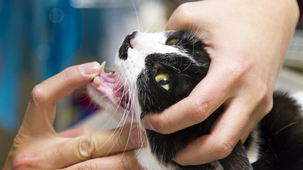 veterinarian looking in the mouth of a black and white cat