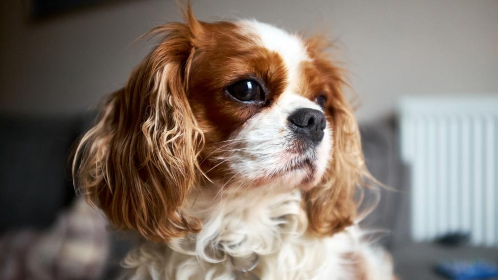 Stroke in Dogs | PetMD