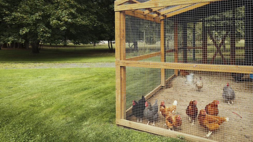 Chicken Coops for Backyard Chickens