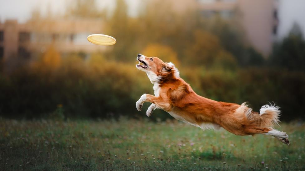 brown dog jumping to catch a yellow Frisbee