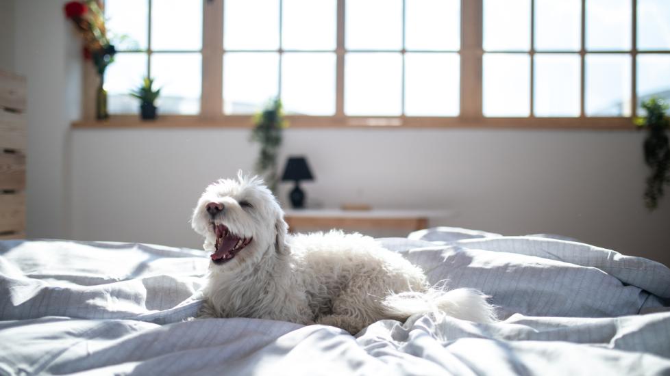 dog lying on bed with mouth open