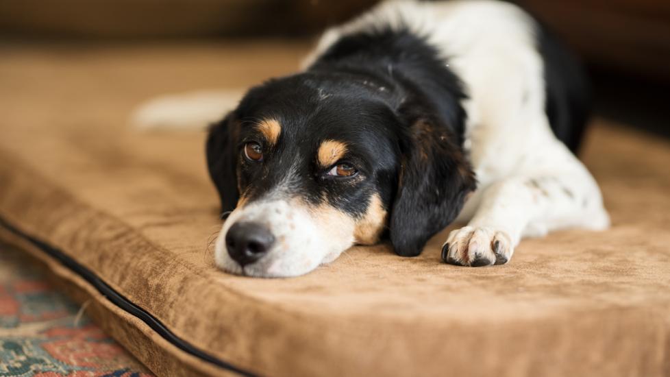 Chronic Vomiting in Dogs