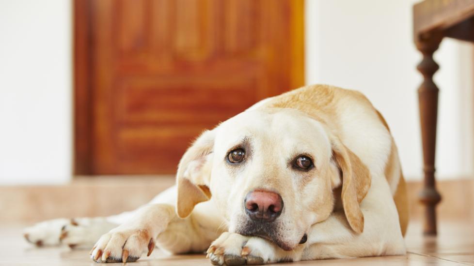 Signs a Dog With Diabetes Is Dying