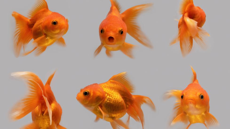 types of pet fish for kids