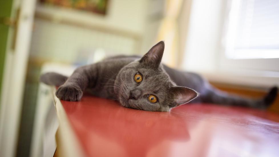 Tylenol Poisoning in Cats PetMD